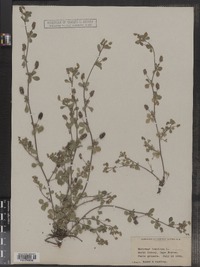 Medicago lupulina image