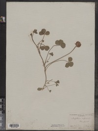 Trifolium repens image