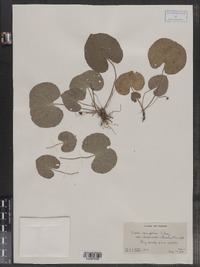 Viola renifolia image