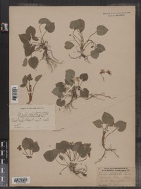 Viola selkirkii image