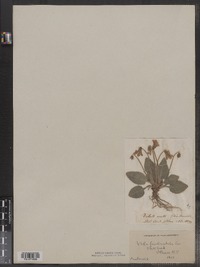 Viola sagittata image