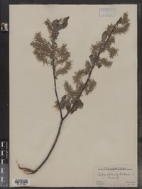 Salix bebbiana image