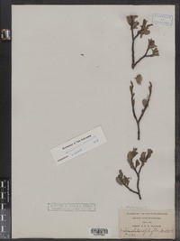 Salix planifolia image