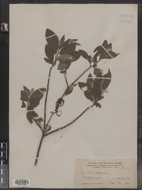 Salix bebbiana image