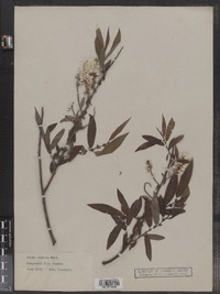 Salix cordata image