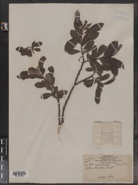 Salix discolor image