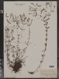 Hypericum dissimulatum image