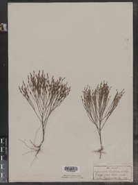 Hypericum gentianoides image