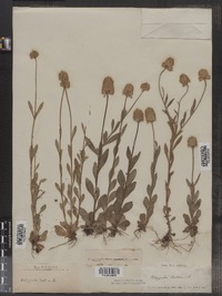 Polygala lutea image