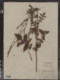 Agrimonia eupatoria image