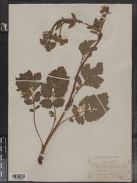 Potentilla arguta image