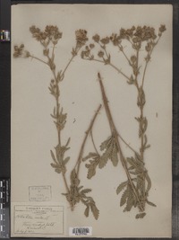 Potentilla recta image