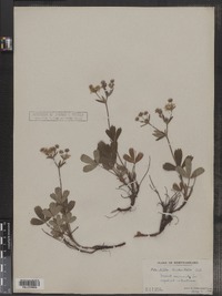 Sibbaldiopsis tridentata image