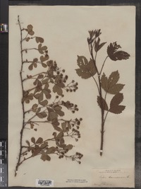 Rubus canadensis image