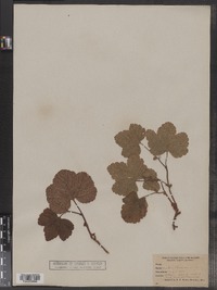 Rubus chamaemorus image