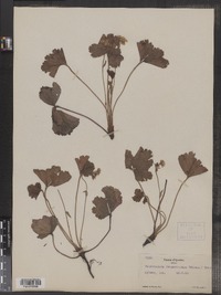 Waldsteinia fragarioides image