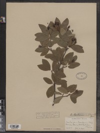 Amelanchier bartramiana image