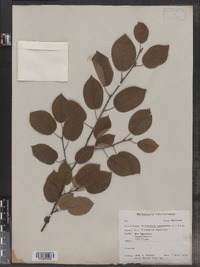 Amelanchier canadensis image