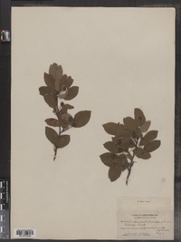 Amelanchier bartramiana image