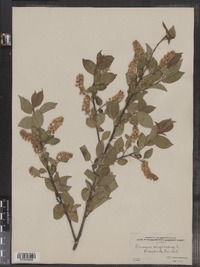 Prunus virginiana image