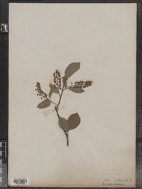 Prunus virginiana image