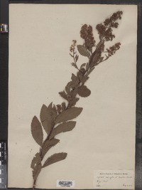 Spiraea alba var. latifolia image