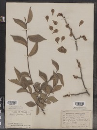 Ulmus rubra image