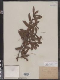 Image of Quercus hemisphaerica