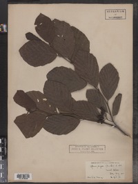 Alnus serrulata image