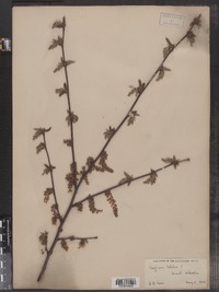 Carpinus betulus image