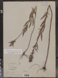 Oenothera fruticosa ssp. fruticosa image
