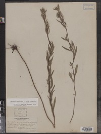 Oenothera fruticosa ssp. fruticosa image