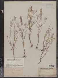 Cardamine parviflora image