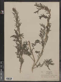 Descurainia incana ssp. incana image