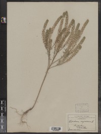 Lepidium virginicum image