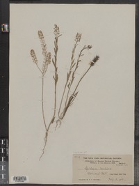 Lepidium virginicum var. medium image