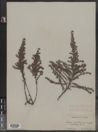 Lechea maritima image