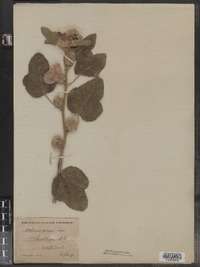 Alcea rosea image