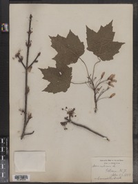 Acer rubrum image