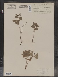 Cornus suecica image