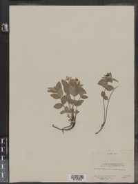 Cornus suecica image