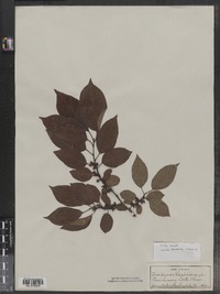 Diospyros virginiana image