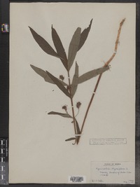 Lysimachia thyrsiflora image