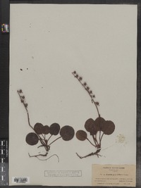 Pyrola grandiflora image