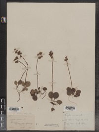 Pyrola minor image