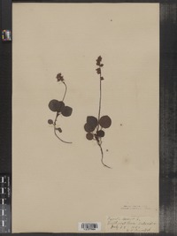 Pyrola minor image