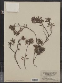 Arctostaphylos uva-ursi var. coactilis image
