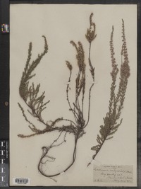 Calluna vulgaris image