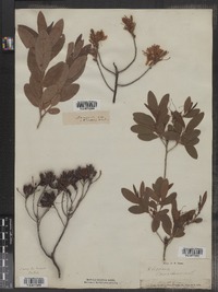 Rhododendron canadense image