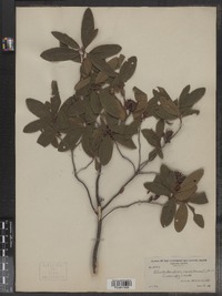 Rhododendron canadense image